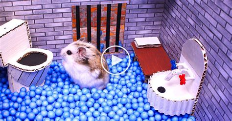 1M views. . Freepornvideos hamster